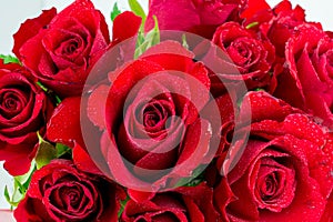 Red roses on white background for Valentines day