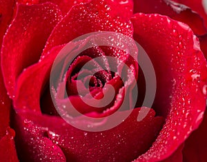 Red roses on white background for Valentines day