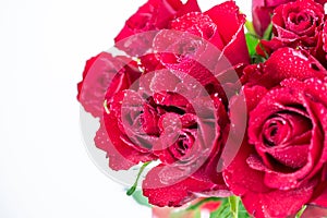 Red roses on white background for Valentines day photo
