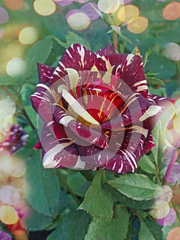 Red roses with white stripes Abracadabra