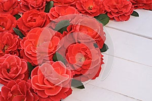 Red roses on white wooden background, Valentine`s Day