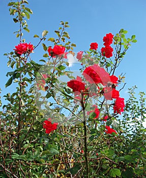 Red roses in wild nature