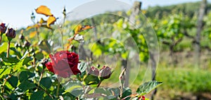 Red roses and wood post with vines in Bordeaux vineyard. New grape buds and young leafs in spring growing with roses in