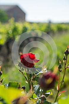 Red roses and wood post with vines in Bordeaux vineyard. New grape buds and young leafs in spring growing with roses in