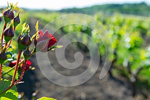 Red roses and wood post with vines in Bordeaux vineyard. New grape buds and young leafs in spring growing with roses in