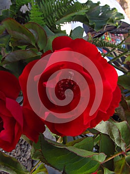 Red roses in the yard Rosa Centifolia