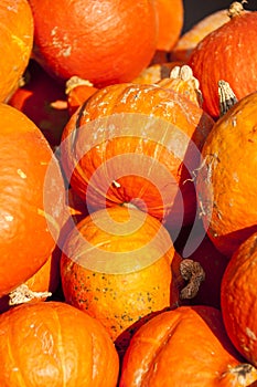 Red roter Hokkaido cucurbita pumpkin pumpkins from autumn