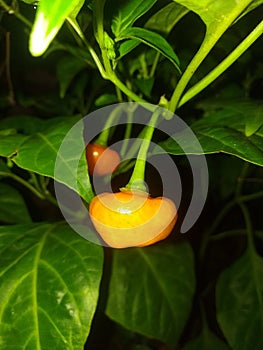 Red round chili in natural plant