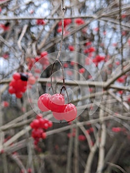 Red ripe round fruits on tree branch photo