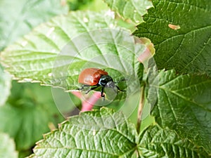 Red, round and ladybird-like broad-shouldered leaf beetle (Chrysomela populi)