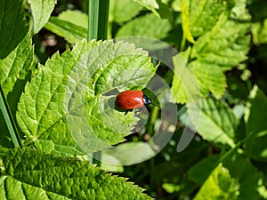 Red, round and ladybird-like broad-shouldered leaf beetle (Chrysomela populi) sitting on green leaf