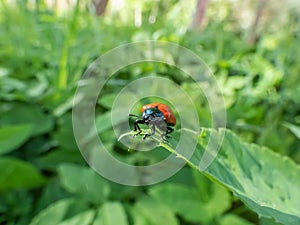 Red, round and ladybird-like broad-shouldered leaf beetle (Chrysomela populi) sitting on green leaf
