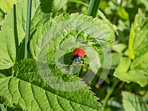 Red, round and ladybird-like broad-shouldered leaf beetle (Chrysomela populi) sitting on green leaf