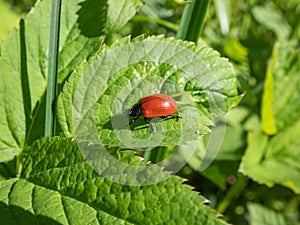 Red, round and ladybird-like broad-shouldered leaf beetle (Chrysomela populi) sitting on leaf