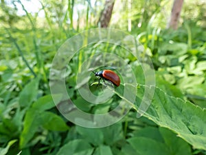 Red, round and ladybird-like broad-shouldered leaf beetle (Chrysomela populi) sitting on leaf