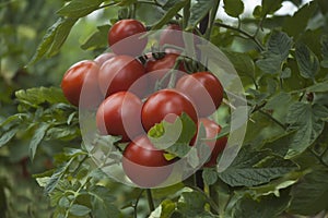 Red Round Tomatoes