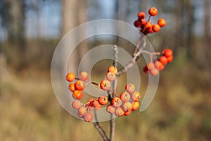 Red Rowan berries on a branch in late autumn, close-up