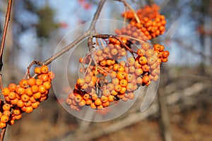 Red Rowan berries on a branch in late autumn, close-up