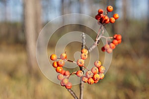 Red Rowan berries on a branch in late autumn, close-up