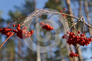 Red Rowan berries on a branch in late autumn, close-up