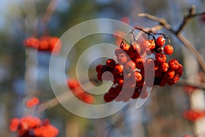 Red Rowan berries on a branch in late autumn, close-up