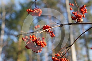 Red Rowan berries on a branch in late autumn, close-up