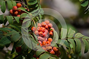 Red Rowan berries on a branch. Ripe mountain ash in autumnal tree. Fall seasonal background.