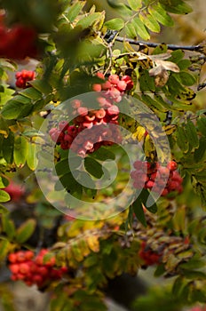 Red Rowan berries on a branch. Ripe mountain ash in autumnal tree. Fall seasonal background.