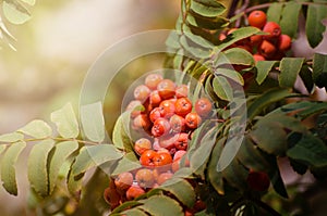 Red Rowan berries on a branch. Ripe mountain ash. Fall seasonal background.