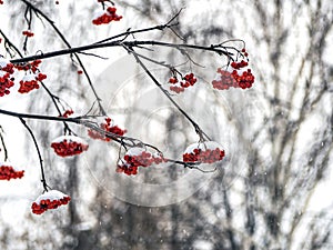 Red Rowan berries on branches covered with snow