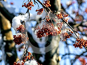 Red rowan berries on the branches covered with snow