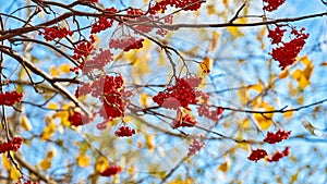 Red rowan berries on branches without leaves on a blurred background