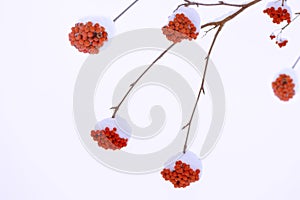 Red rowan berries covered with frost in the winter landscape. Nature. Hoarfrost