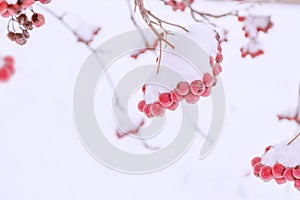 Red rowan berries covered with frost in the winter landscape. Nature. Hoarfrost