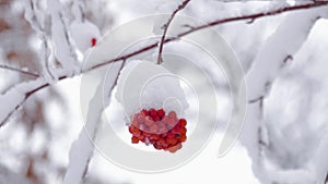 Red rowan berries covered by snow at winter cold day. Winter landscape with snow-covered mountain ash.