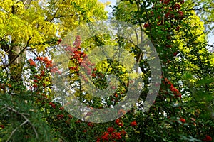 Red rowan berries on green branches against a blue sky. Autumn background. August. Autumn is approaching. Ripening of rowan berrie