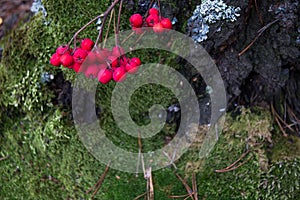 Red Rowan berries on the moss