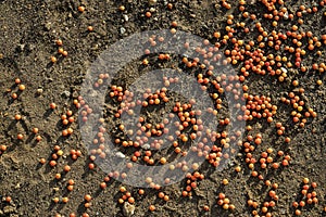 Red rowan berries are scattered on sand of the Volga River