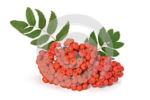 Red rowan berries on a twig with leaves