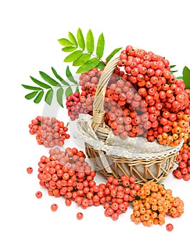 Red rowan berries in a wicker basket on a white background