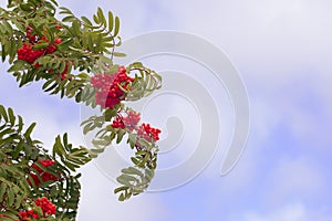 Red rowan berries on a windy summer day. Against a cloudy sky