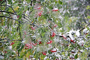 Red rowan berries in winter on a blurred background. Flakes of snow on the branches, bright green leaves and red berries.
