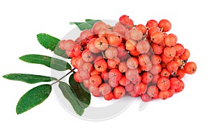 Red rowan berry with leaves on white