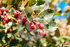 Red rowan on a branch