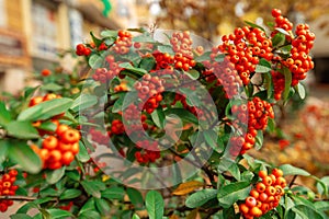 Red rowan on a bush