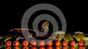 Red rowan on a deep black background, autumn harvest