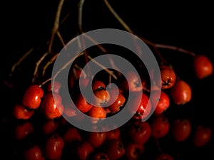 Red rowan on a deep black background, autumn harvest