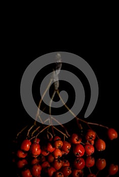 Red rowan on a deep black background, autumn harvest