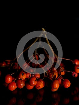 Red rowan on a deep black background, autumn harvest