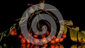 Red rowan on a deep black background, autumn harvest